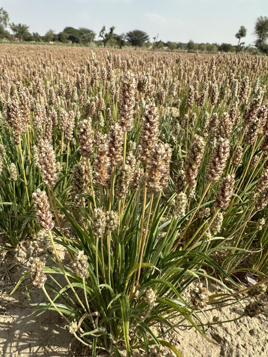Prime Psyllium gallery