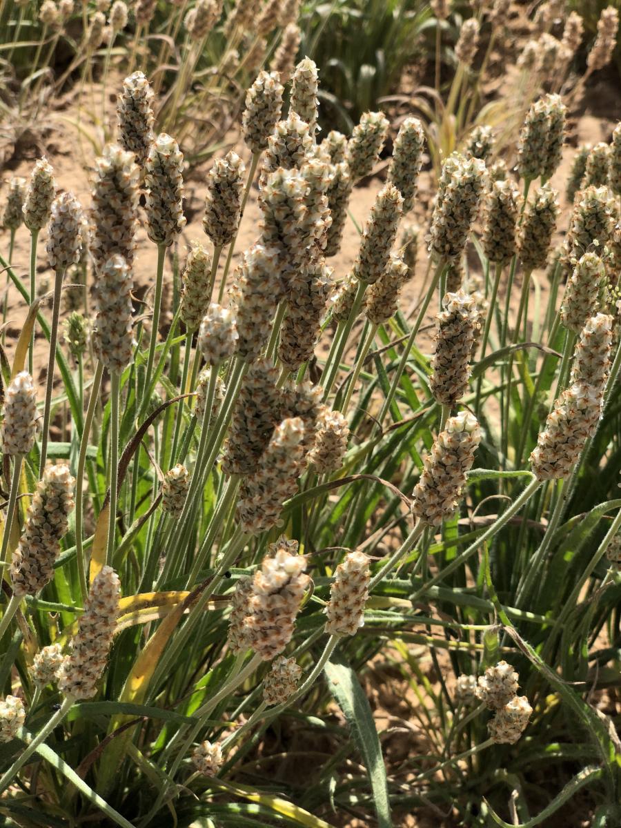 Prime Psyllium gallery