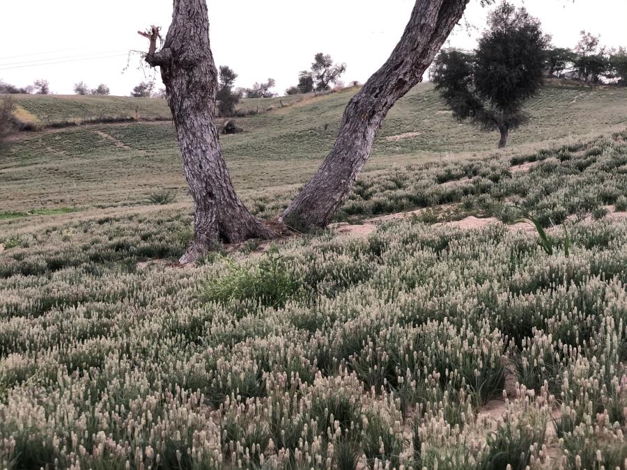 Prime Psyllium gallery