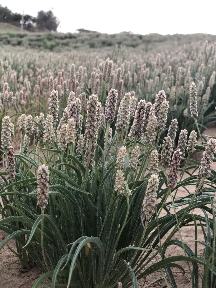 Prime Psyllium gallery
