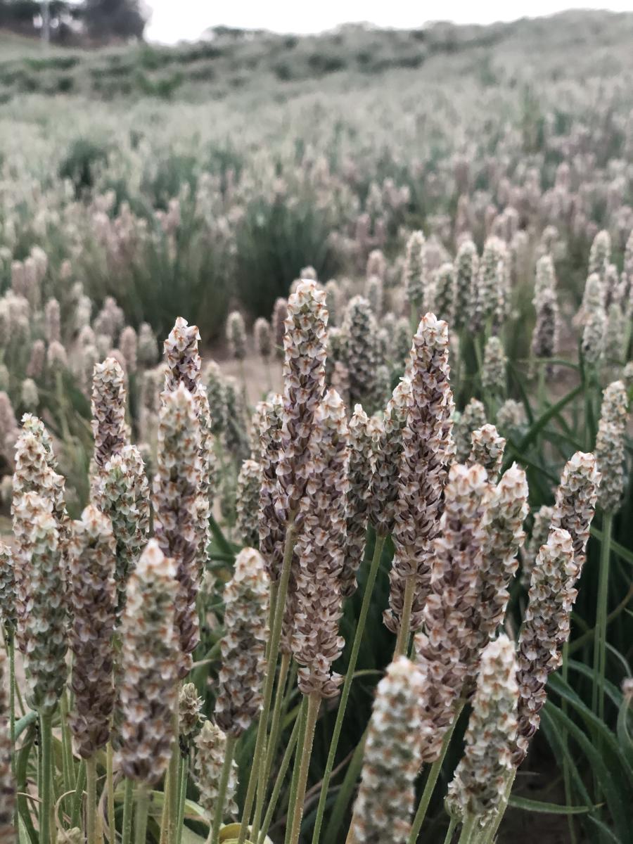 Prime Psyllium gallery