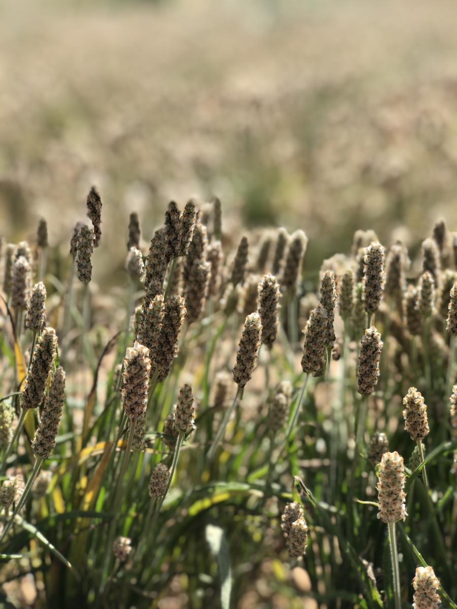 Prime Psyllium gallery