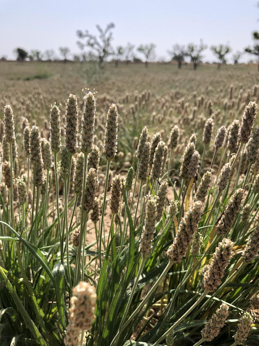 Prime Psyllium gallery