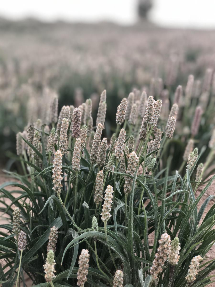 Prime Psyllium gallery