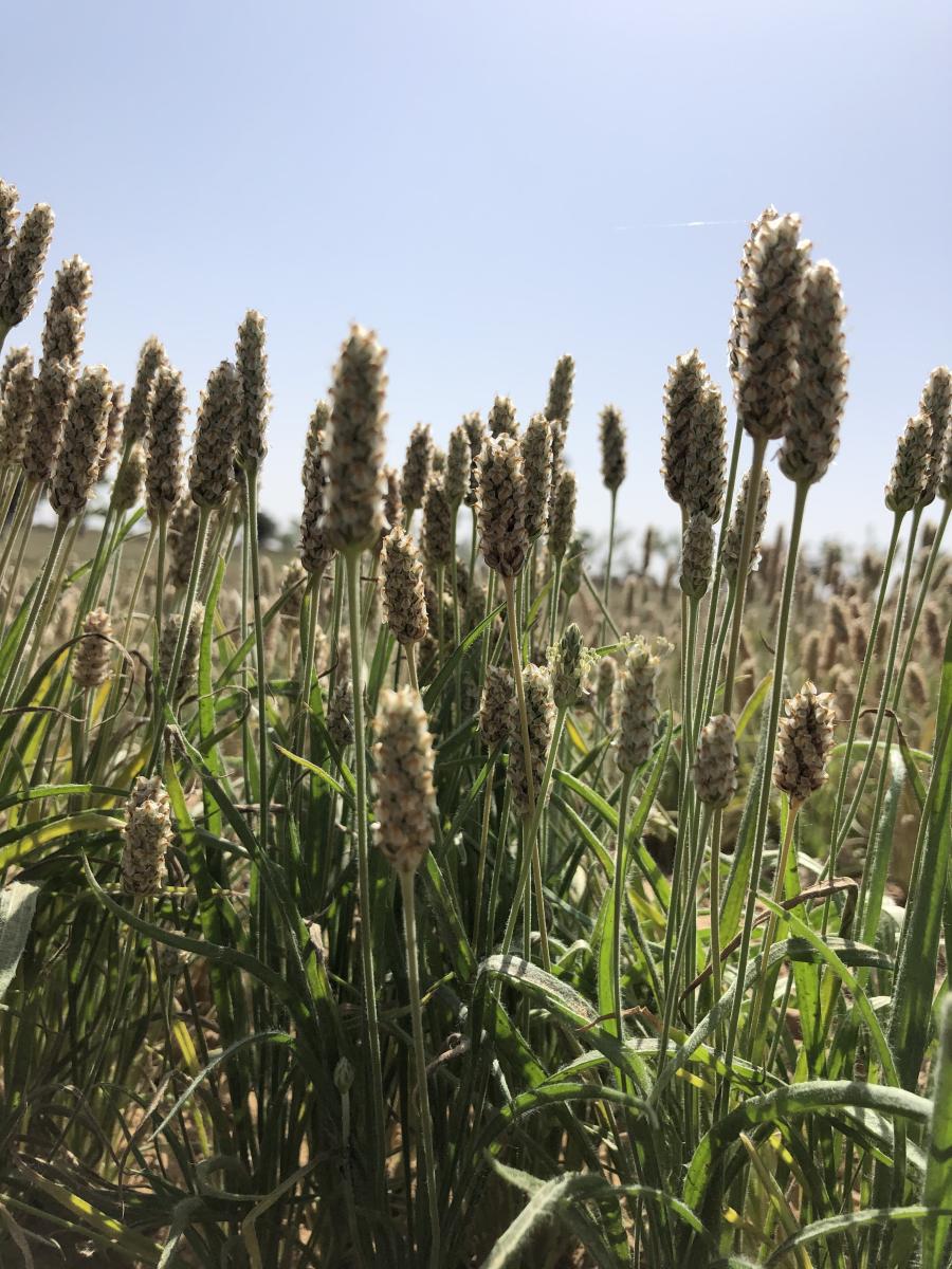 Prime Psyllium gallery