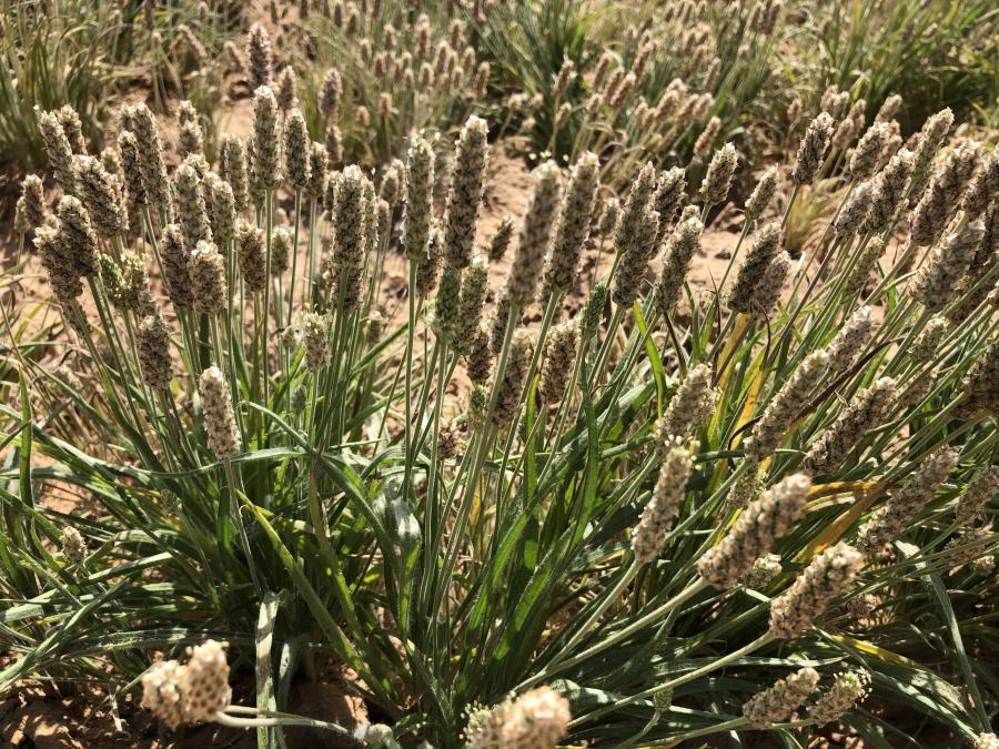 Prime Psyllium gallery