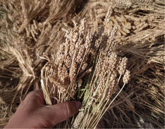 Prime Psylluim Border